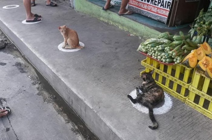 Le comportement de ces chats a suscité la curiosité des internautes