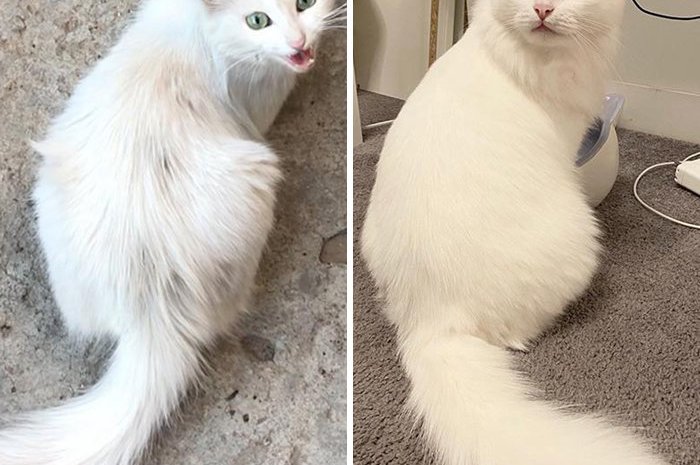 Un chaton blanc devenu mignon