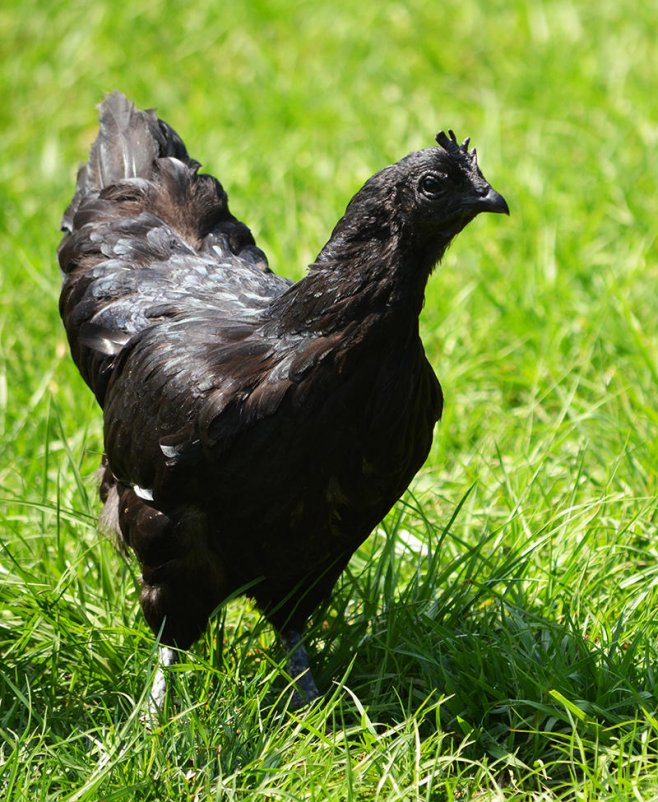 Ces poulets sont entièrement noirs