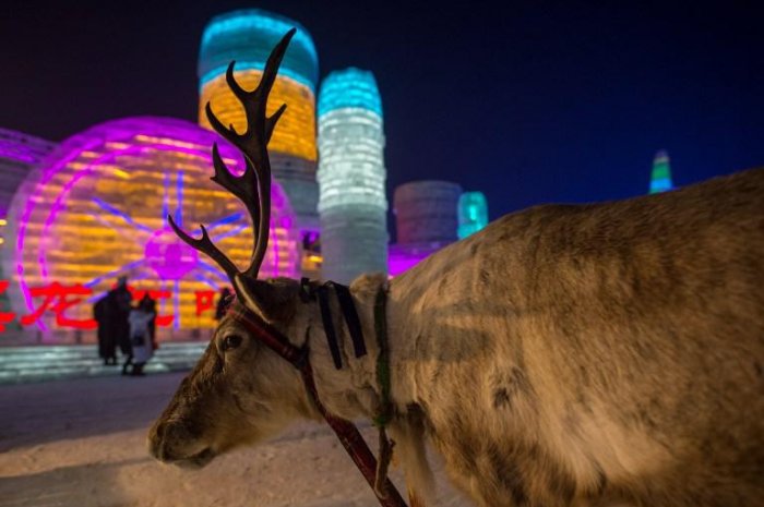 Le festival de sculptures de glace d’Harbin