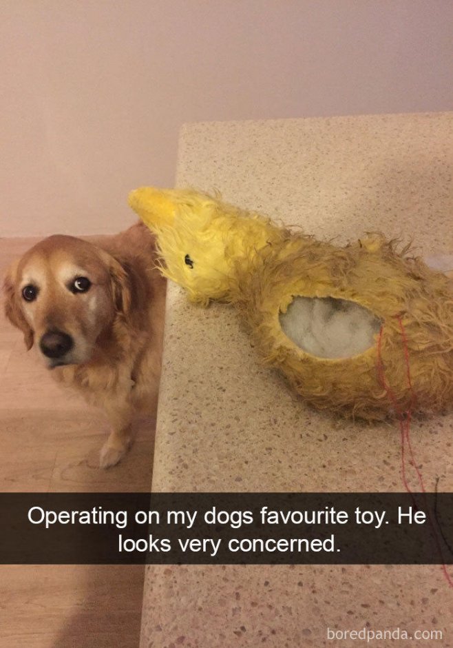 "Mon chien semble très inquiet par l'opération de son jouet favori"