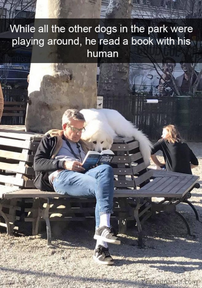 "Alors que tous les autres chiens jouent au parc, il lit un livre avec son maître"
