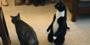 PHOTOS. Un chat ou un pingouin ? Difficile à dire !