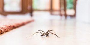 Termites, fourmis, araignées : comment s’en débarrasser ? 