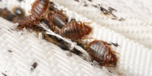 Punaises de lit : pourquoi ce pays accuse la France d'avoir propagé l'insecte ? 