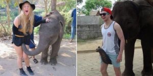 Photos : ces éléphants un peu trop coquins !