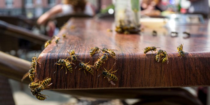Gu&ecirc;pes, abeilles, frelons : comment les diff&eacute;rencier ?
