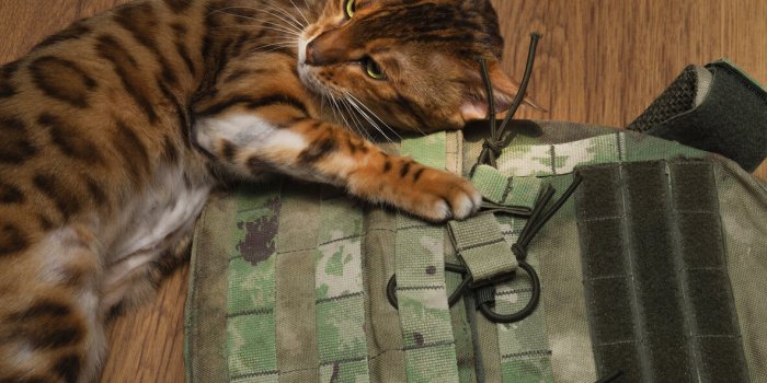 Guerre en Ukraine : des chats sont-ils vraiment envoyés avec les soldats sur le front ? 