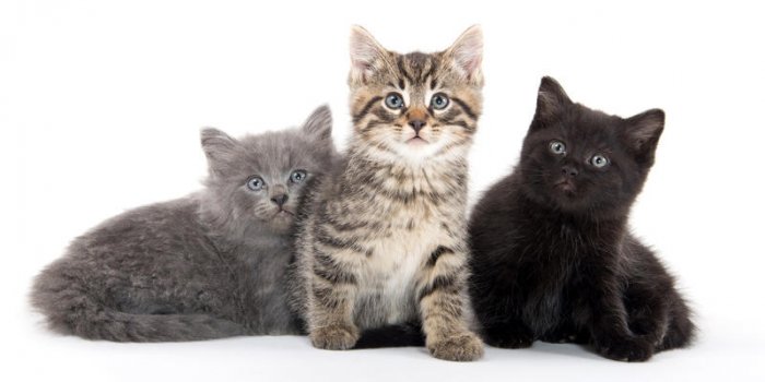 Félicette, Tabby, Trixy... : découvrez ces chats méconnus qui ont marqué l’histoire