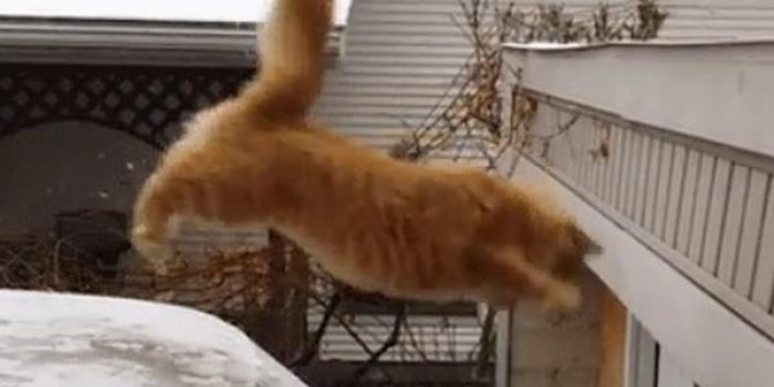 Hilarant : ces chats qui ratent compl&egrave;tement leur saut !