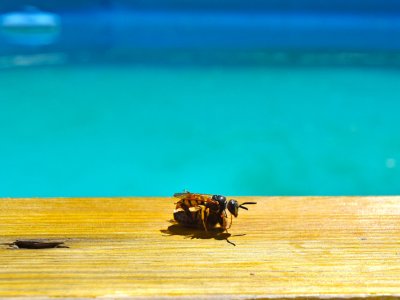 Abeilles, guêpes… 5 astuces efficaces pour les éloigner d’une piscine