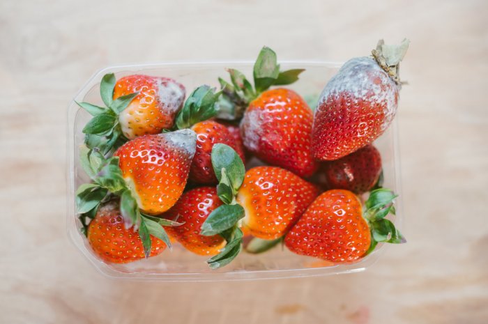 Retirez les fraises moisies