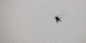 Insectes au plafond : comment s'en débarrasser ?