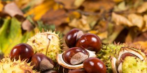DIY avec des marrons : 5 idées pour l’automne