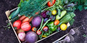 Jardin : les fruits et légumes à ne surtout pas planter à côté