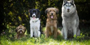 Les 20 races de chiens préférées des Français