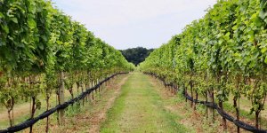 Les 9 meilleurs vignobles de France en 2023 