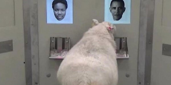 Photo : des moutons capables de reconnaître Barack Obama