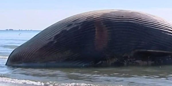 Camargue : Une baleine morte s'est échouée sur les plages de la réserve nationale