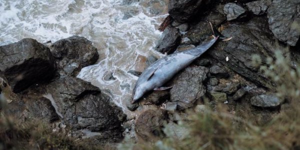 Dauphins échoués : 15 députés demandent au gouvernement une suspension hivernale des techniques de pêche non-sélectives