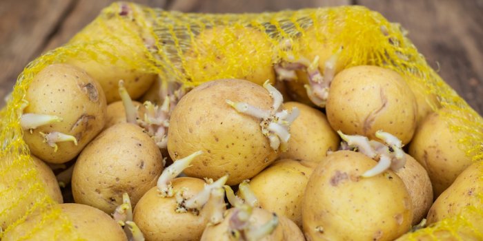 Pommes de terre : 10 astuces pour les emp&ecirc;cher de germer