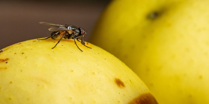 Mouche orientale : que sait-on de cet insect qui cible nos fruits ?